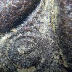 Pra Pid Ta Macro Close Up of Muan Sarn Sacred Powders 2