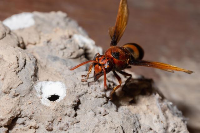 Rang Mala ceriana wasp nest